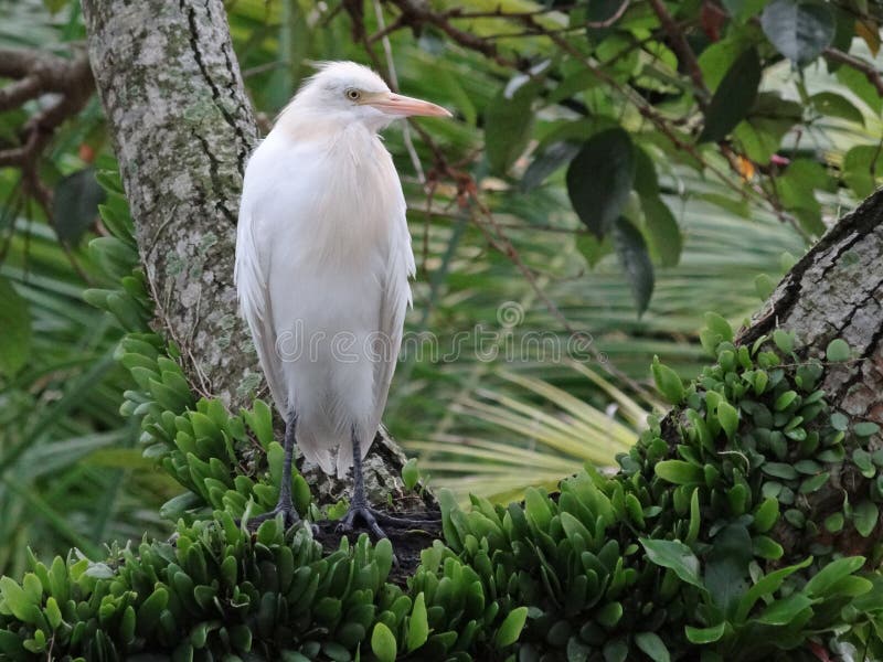 Birds are a group of warm-blooded vertebrates constituting the class Aves, characterized by feathers, toothless beaked jaws, the laying of hard-shelled eggs, a high metabolic rate, a four-chambered heart, and a strong yet lightweight skeleton. Birds live worldwide and range in size from the 5 cm bee hummingbird to the 2.75 m ostrich. There are about ten thousand living species, more than half of which are passerine, or `perching` birds. Birds have wings whose development varies according to species; the only known groups without wings are the extinct moa and elephant birds. Wings, which evolved from forelimbs, gave birds the ability to fly, although further evolution has led to the loss of flight in some birds, including ratites, penguins, and diverse endemic island species. The digestive and respiratory systems of birds are also uniquely adapted for flight. Some bird species of aquatic environments, particularly seabirds and some water birds, have further evolved for swimming. Birds are a group of warm-blooded vertebrates constituting the class Aves, characterized by feathers, toothless beaked jaws, the laying of hard-shelled eggs, a high metabolic rate, a four-chambered heart, and a strong yet lightweight skeleton. Birds live worldwide and range in size from the 5 cm bee hummingbird to the 2.75 m ostrich. There are about ten thousand living species, more than half of which are passerine, or `perching` birds. Birds have wings whose development varies according to species; the only known groups without wings are the extinct moa and elephant birds. Wings, which evolved from forelimbs, gave birds the ability to fly, although further evolution has led to the loss of flight in some birds, including ratites, penguins, and diverse endemic island species. The digestive and respiratory systems of birds are also uniquely adapted for flight. Some bird species of aquatic environments, particularly seabirds and some water birds, have further evolved for swimming.