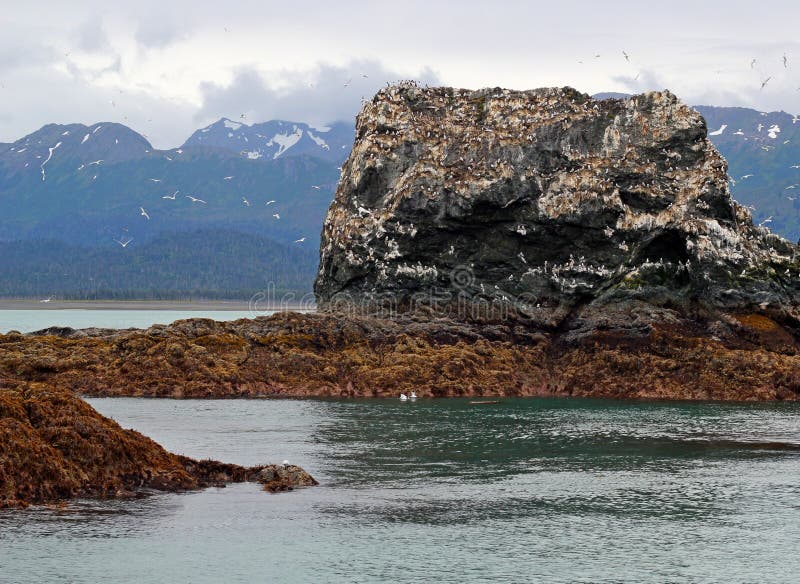 Birds at Gull Island stock image. Image of alaska, guano 20650299