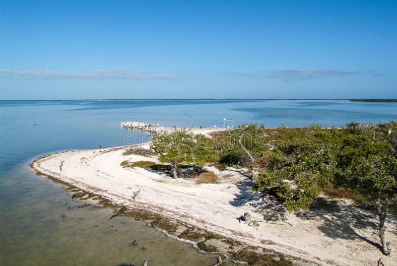 Birds on the Island De Los Pajaros in Holbox Stock Image Image of