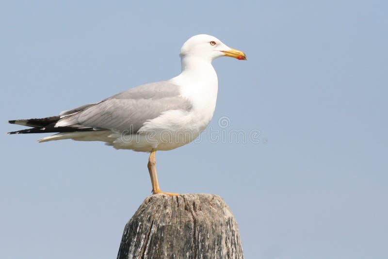 Birds of Lagoon of Venice