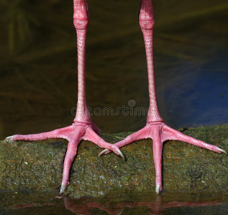 Birds legs stock photo. Image of white, pink, feet, birds 66858504