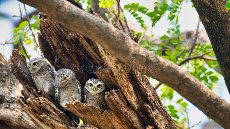 3 birds that live as families are located  in the hollows of trees with a white background.Spotted owlet are natural wildlife.