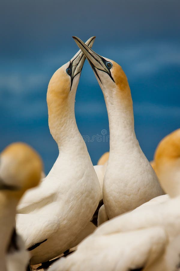 Gannet couple in love in birs colony by the ocean, New Zealand royalty free stock photo Gannet couple in love in birs colony by the ocean, New Zealand royalty free stock photo