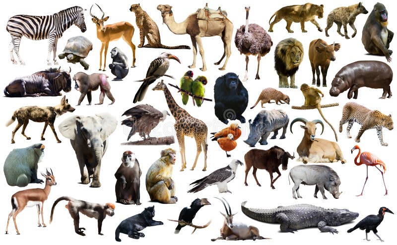 Birds, mammal and other animals of Africa isolated
