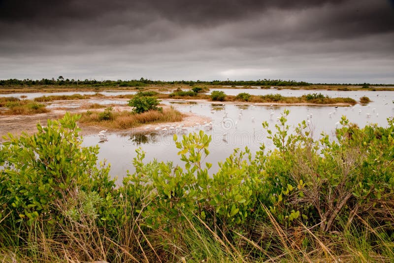 Birds in Marsh stock image. Image of marshland, park  14073737
