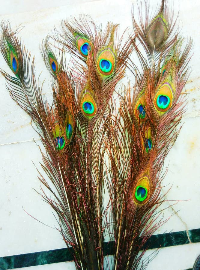 Beauty of Colorful Peacock Feather in Bunch with Design Background ...