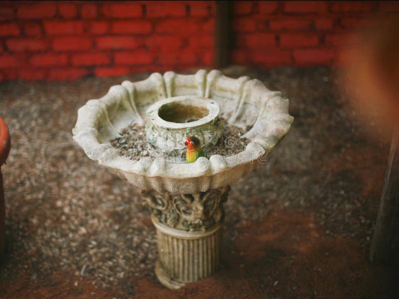 Birds need to shower stock photo. Image of wildlife 118549670