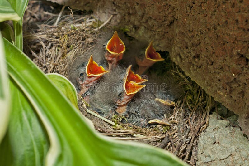 Birds in nest