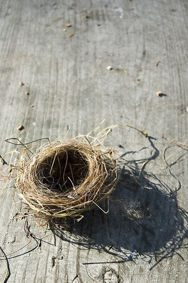 Birds Nest stock photography