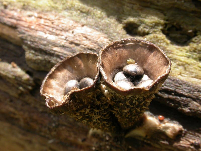 Birds Nest Fungus 01