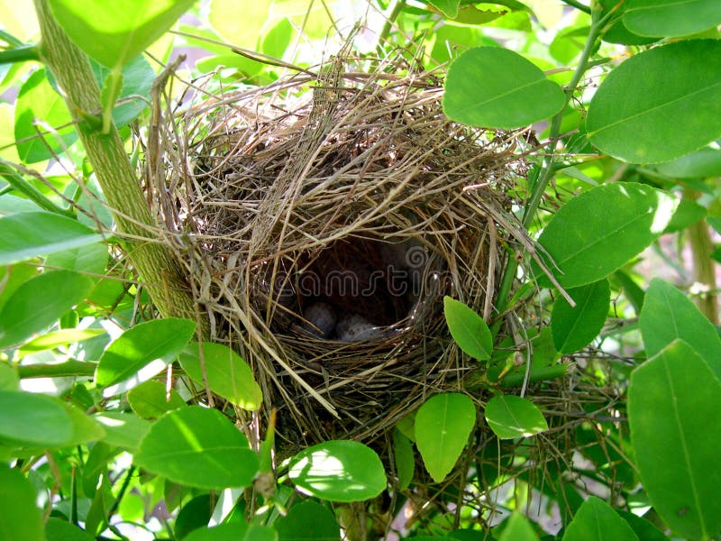 Birds nest in lime tree stock photo. Image of green, aruba 329964