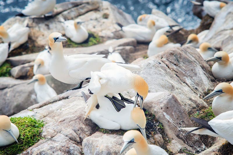 Birds Nothern Gannets on  rocks in Saltee Islands