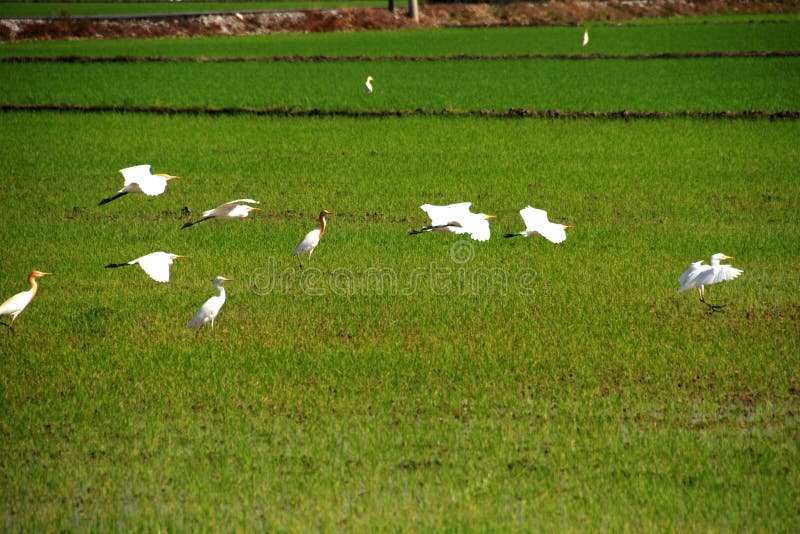 Birds in the paddy field