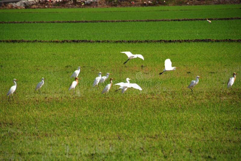 Birds in the paddy field