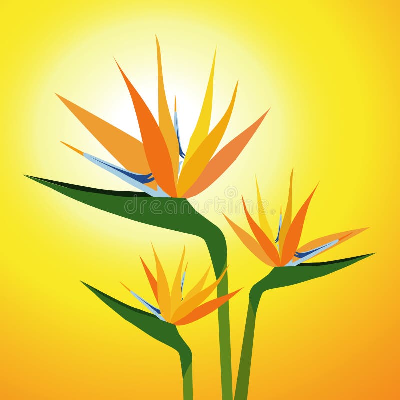 Birds of Paradise Flower-vector stock illustration