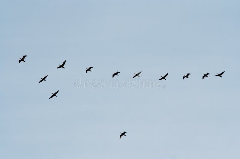Birds of passage stock photo. Image of goose, bound, symbol - 4457434