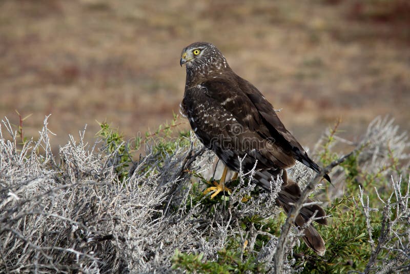 Birds of Patagonia. stock photo. Image of bush, bird 60806806