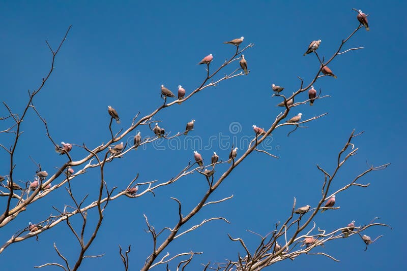 Birds Perch on the Dry Tree Stock Photo Image of birds, thailand