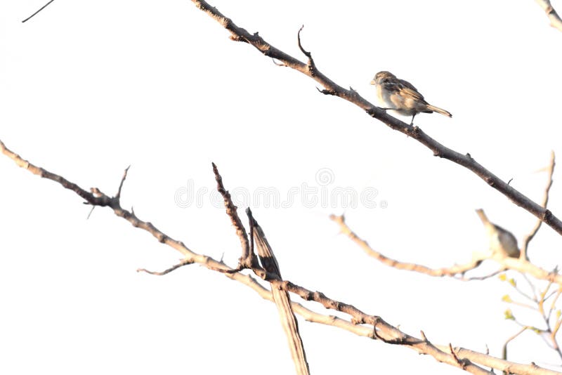 Birds Perch on the Dry Tree Stock Photo Image of wing, collared 65612736
