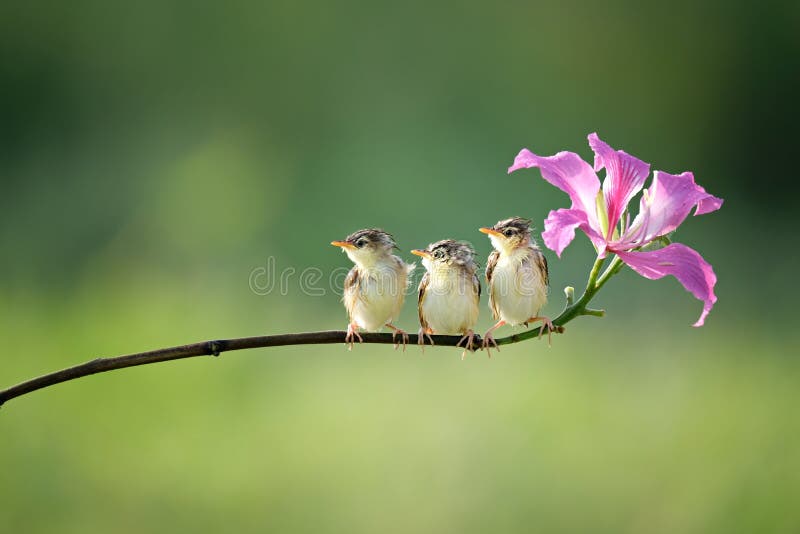 Birds are Perching on Plant Stalks Stock Photo Image of wing, birdwatching 233038542