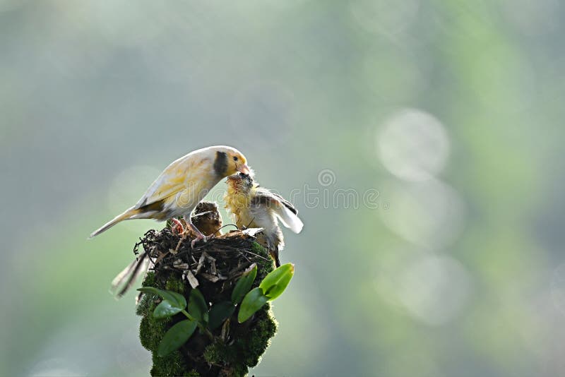 Birds are Perching on Plant Stalks Stock Image Image of outdoorphotography, finch 233038497