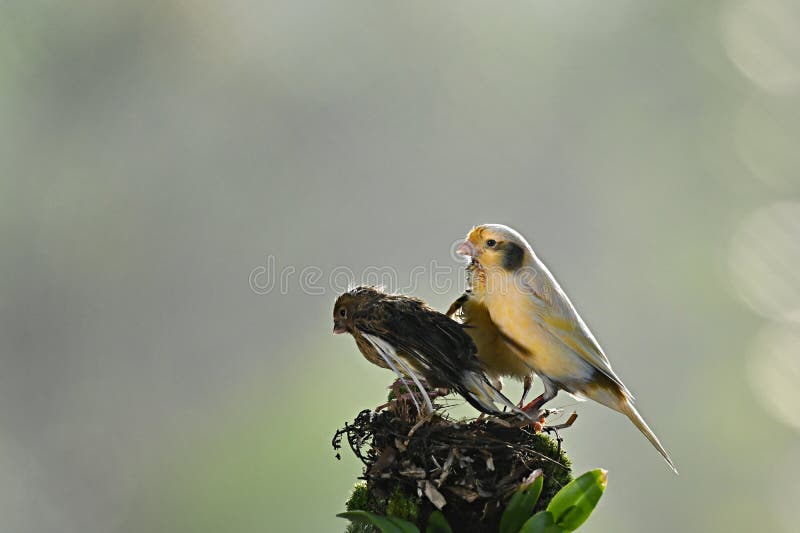 Birds are Perching on Plant Stalks Stock Photo Image of wing, birdwatching 233038542