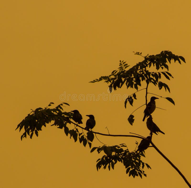 Birds perching at a tree stock photos Birds perching at a tree stock photos