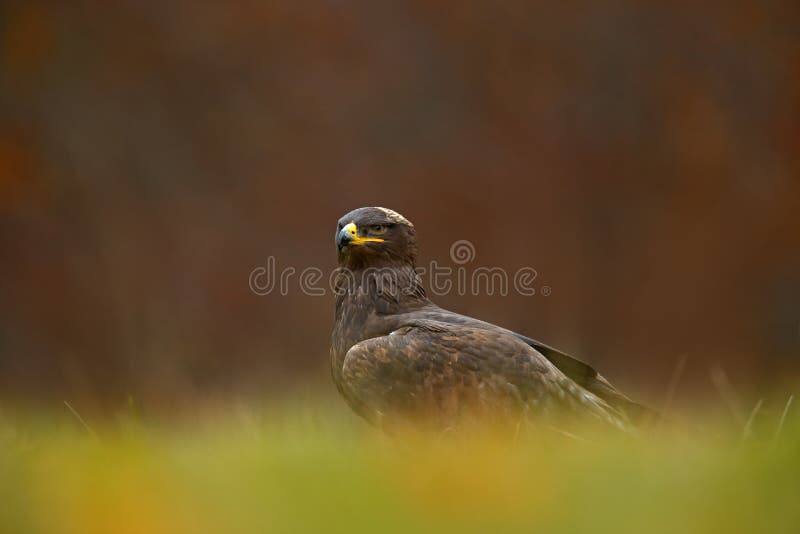 Birds of Prey on the Meadow with Autumn Forest in the Background