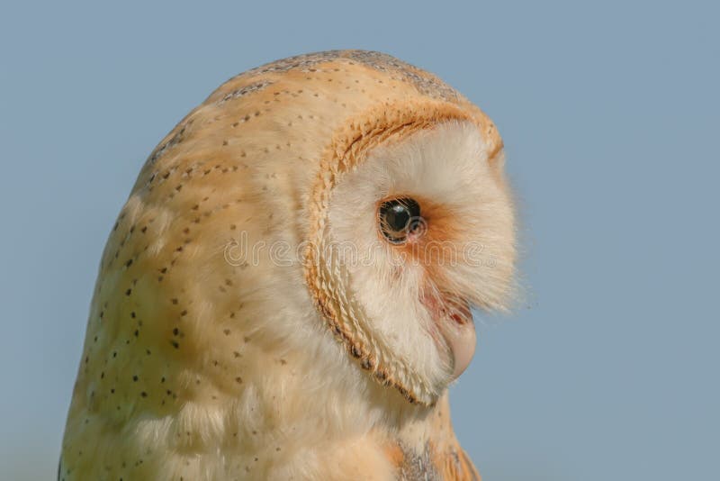 Birds of Prey Barn Owl (Tyto Alba) Stock Image Image of background