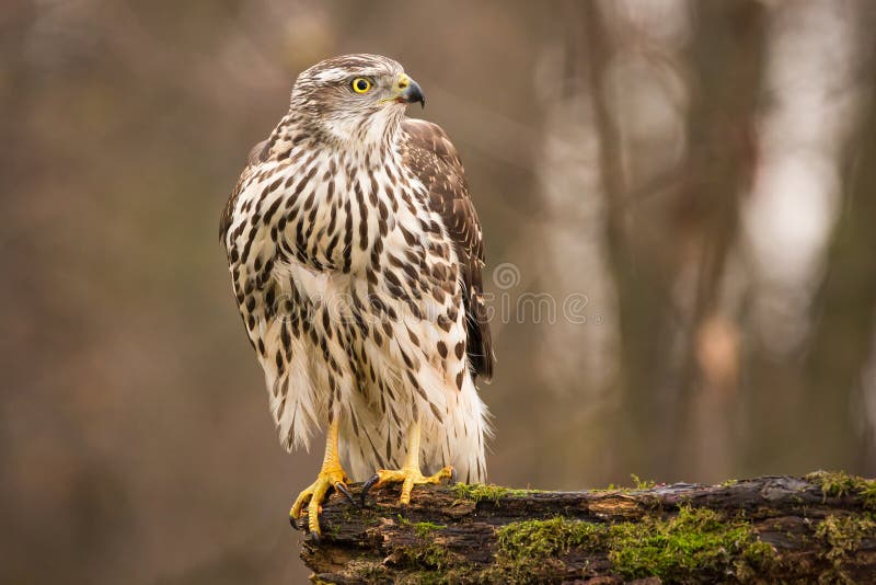 Dravce - Mladý jastrab severský Accipiter gentilis. Scenéria divokej zveri.