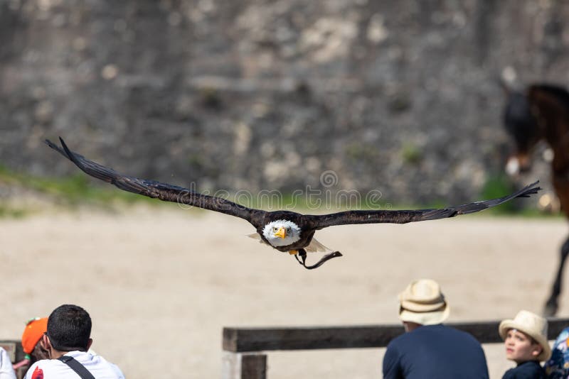 Birds and raptors show in provins, France stock photo Birds and raptors show in provins, France stock photo