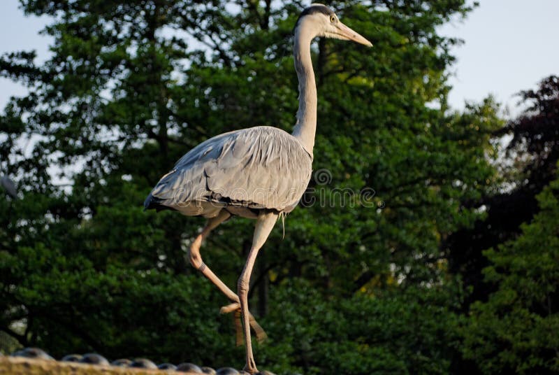 Birds in Regent s Park - 2