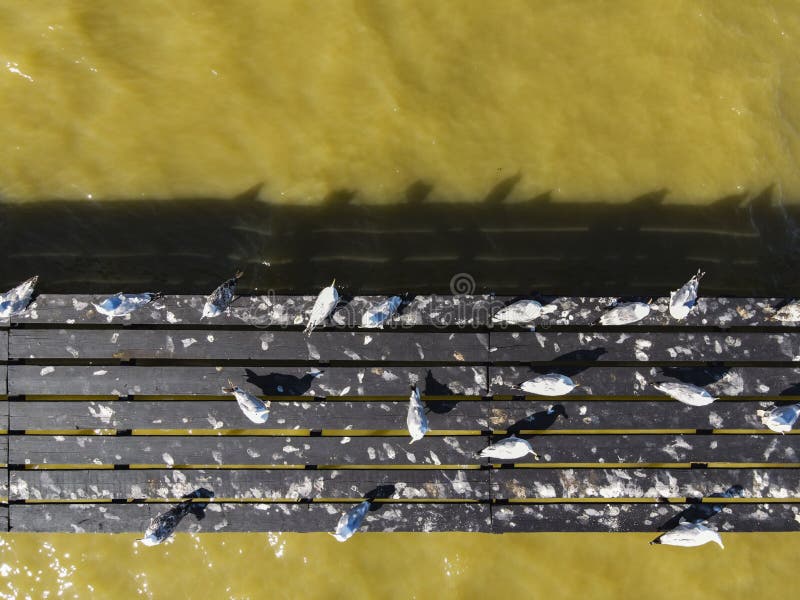 Birds resting on a pier stock photo Birds resting on a pier stock photo