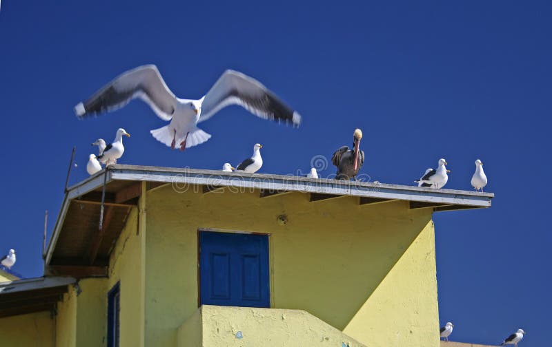 Birds on roof top