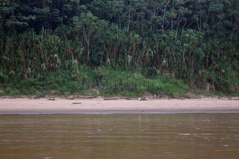 Costa, Amazonas selva a un rio en,.