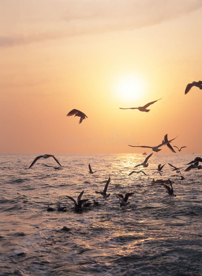 Birds on sea