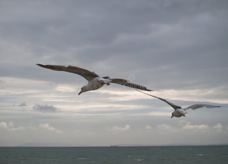 Birds (Seagulls) Flying