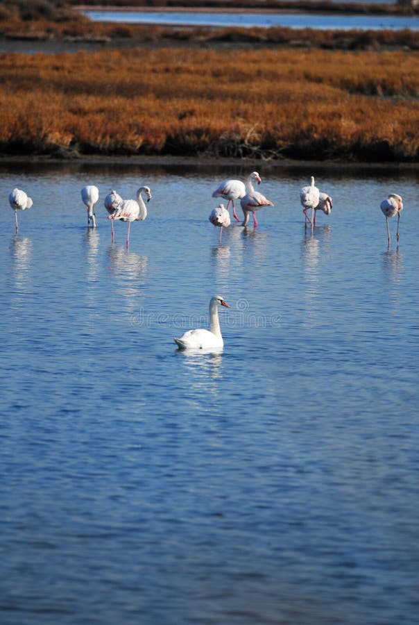 Birds searching for food