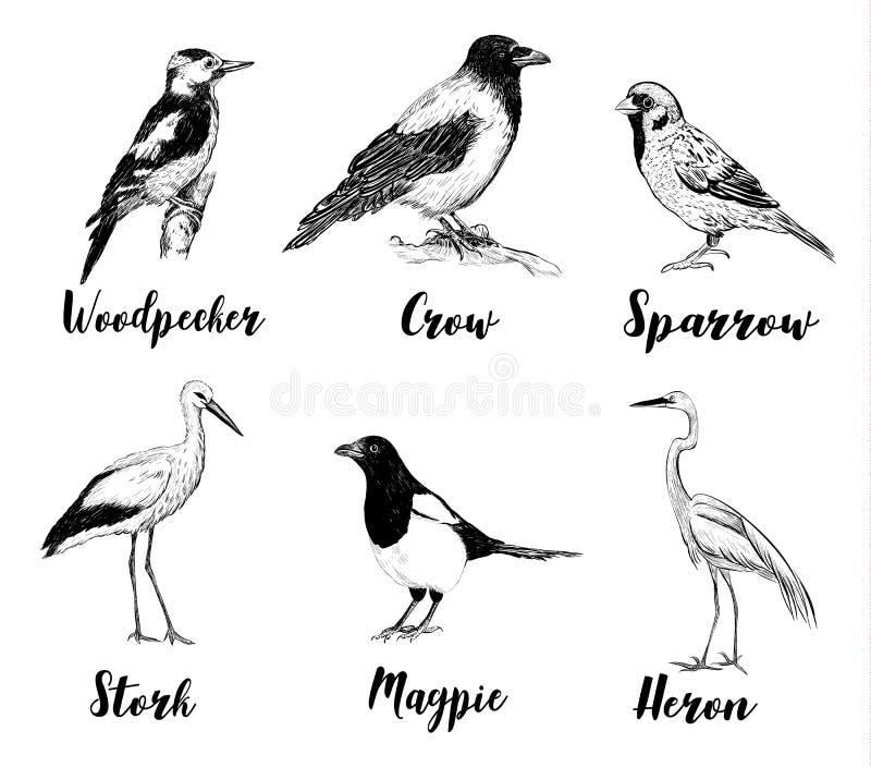 Birds set sketch. Collection of birds. royalty free illustration Birds set sketch. Collection of birds. royalty free illustration