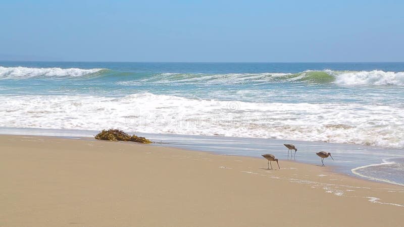 Birds on the shore of the ocean.