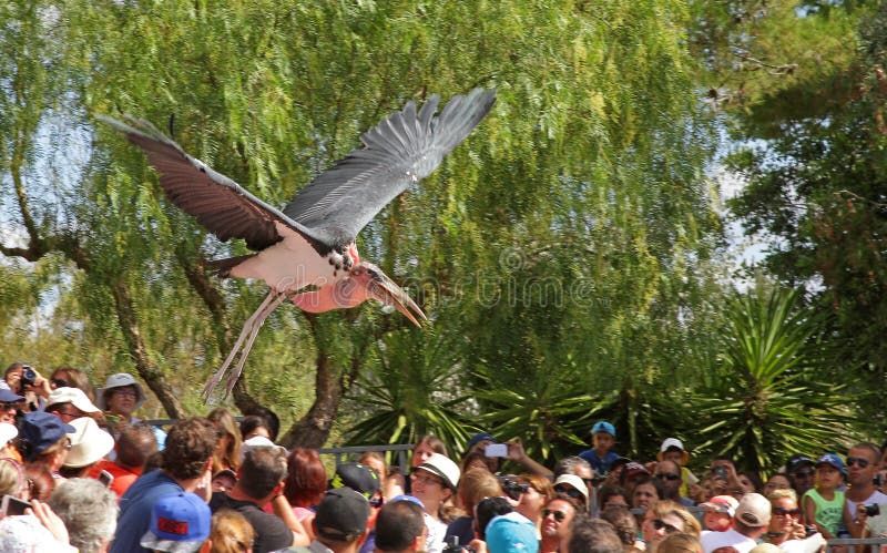Birds Show at Zoo royalty free stock image Birds Show at Zoo royalty free stock image