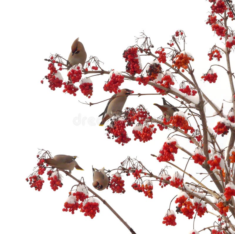 Birds on branches stock photo. Image of nature, twig, winter 7722974