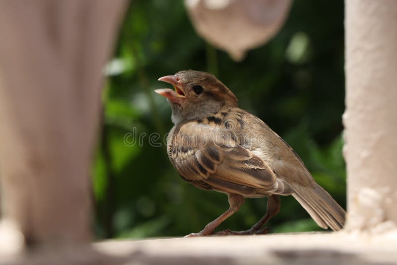 Birds sit in the garden stock photo. Image of green 194105096