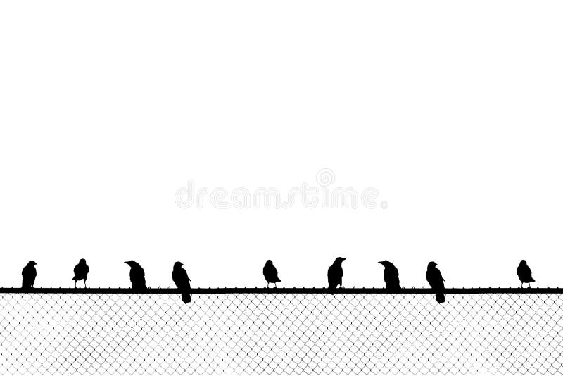 Birds sitting on chain link fence royalty free stock photography Birds sitting on chain link fence royalty free stock photography
