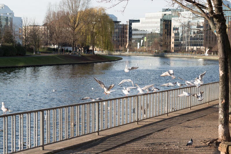 Birds sitting on a fence and flying by the river