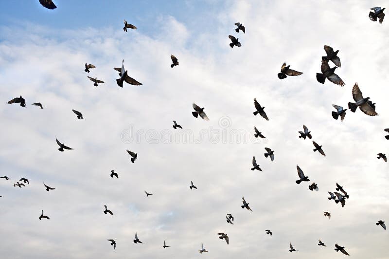 Birds in the sky