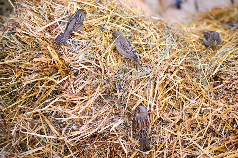 Birds Sparrows Peck Harmful Insects in the Hay during Harvest Stock