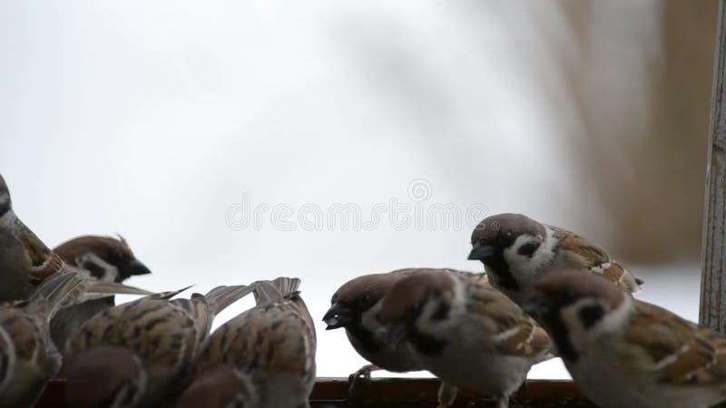 Birds sparrows pecking seeds in the winter at the feeder. Close-up.