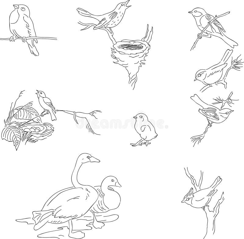 Birds stamps