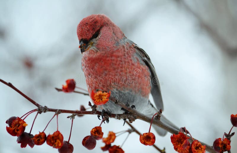 Birds of the steppes